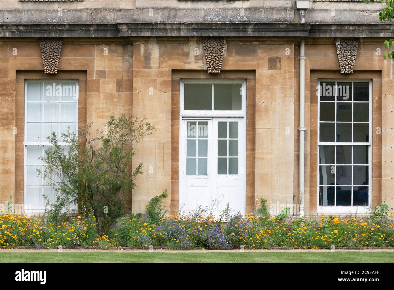 Wildflower border in the summer at Oxford Botanic garden, Oxford, Oxfordshire, England Stock Photo
