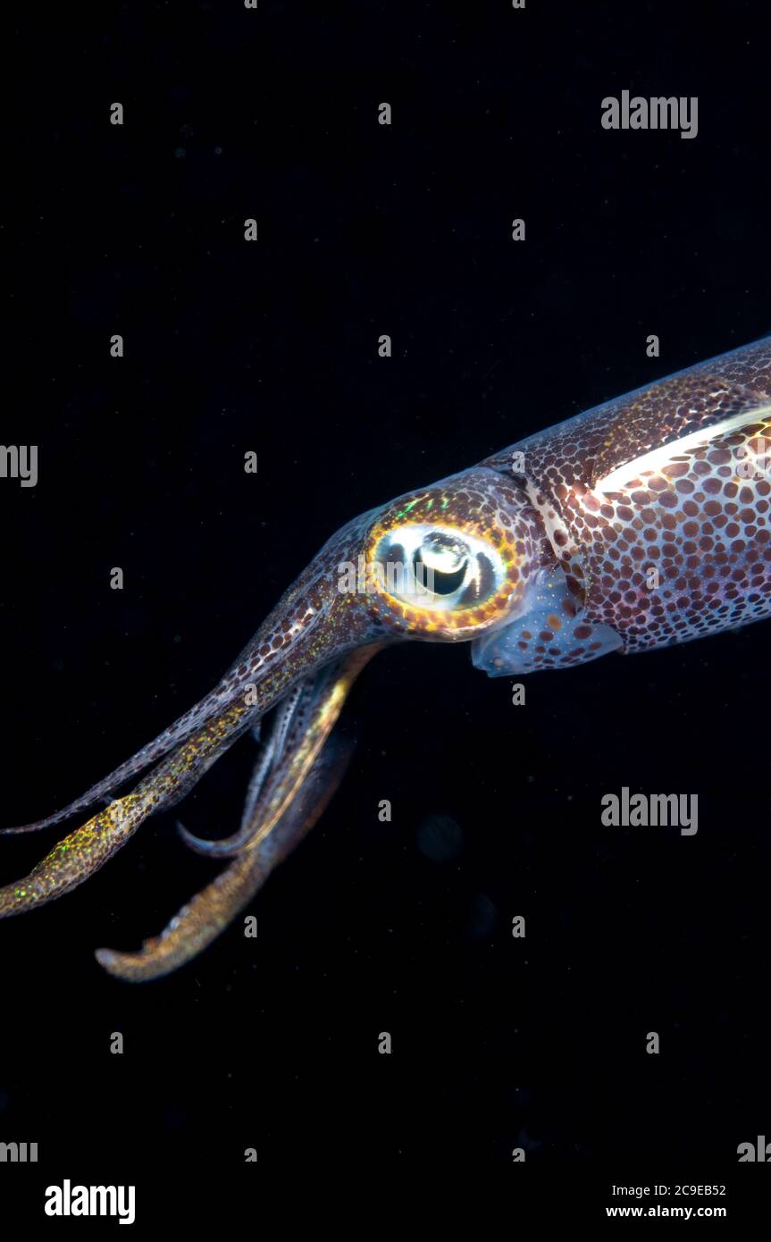 Bigfin Reef Squid, Sepioteuthis lessoniana, night dive, Lembeh Straits, Sulawesi, Indonesia, Pacific Ocean Stock Photo