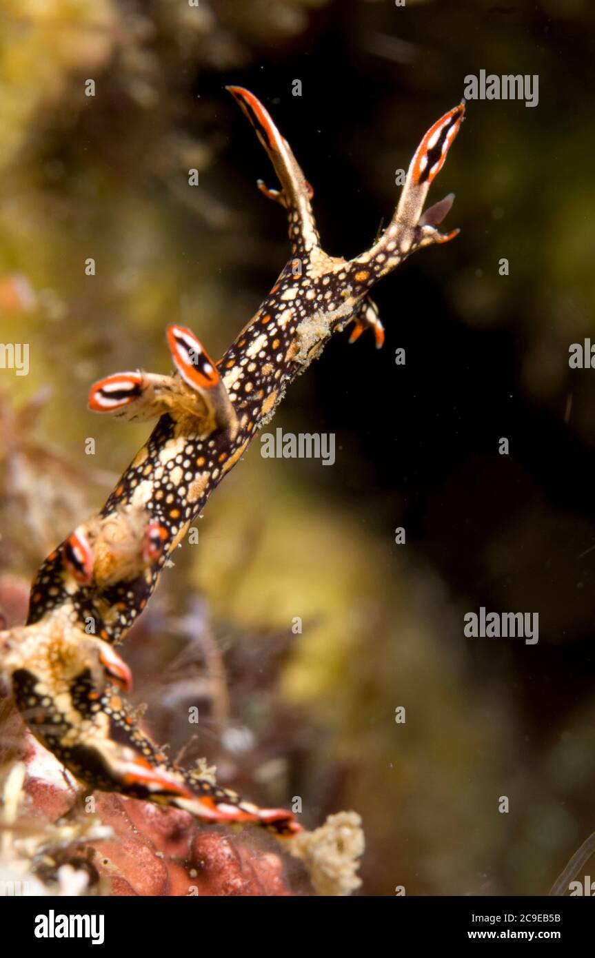 Bornella bornella hi-res stock photography and images - Alamy