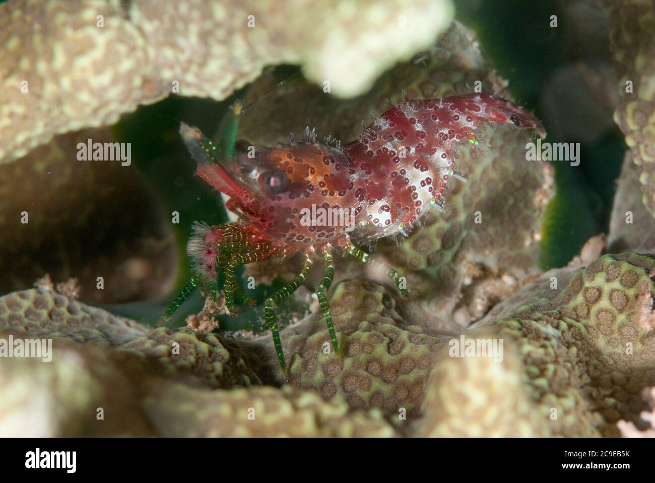 Marbled Shrimp, Saron sp, night dive, Minahasa Lagoon House Reef dive site, Manado, Sulawesi, Indonesia, Pacific Ocean Stock Photo