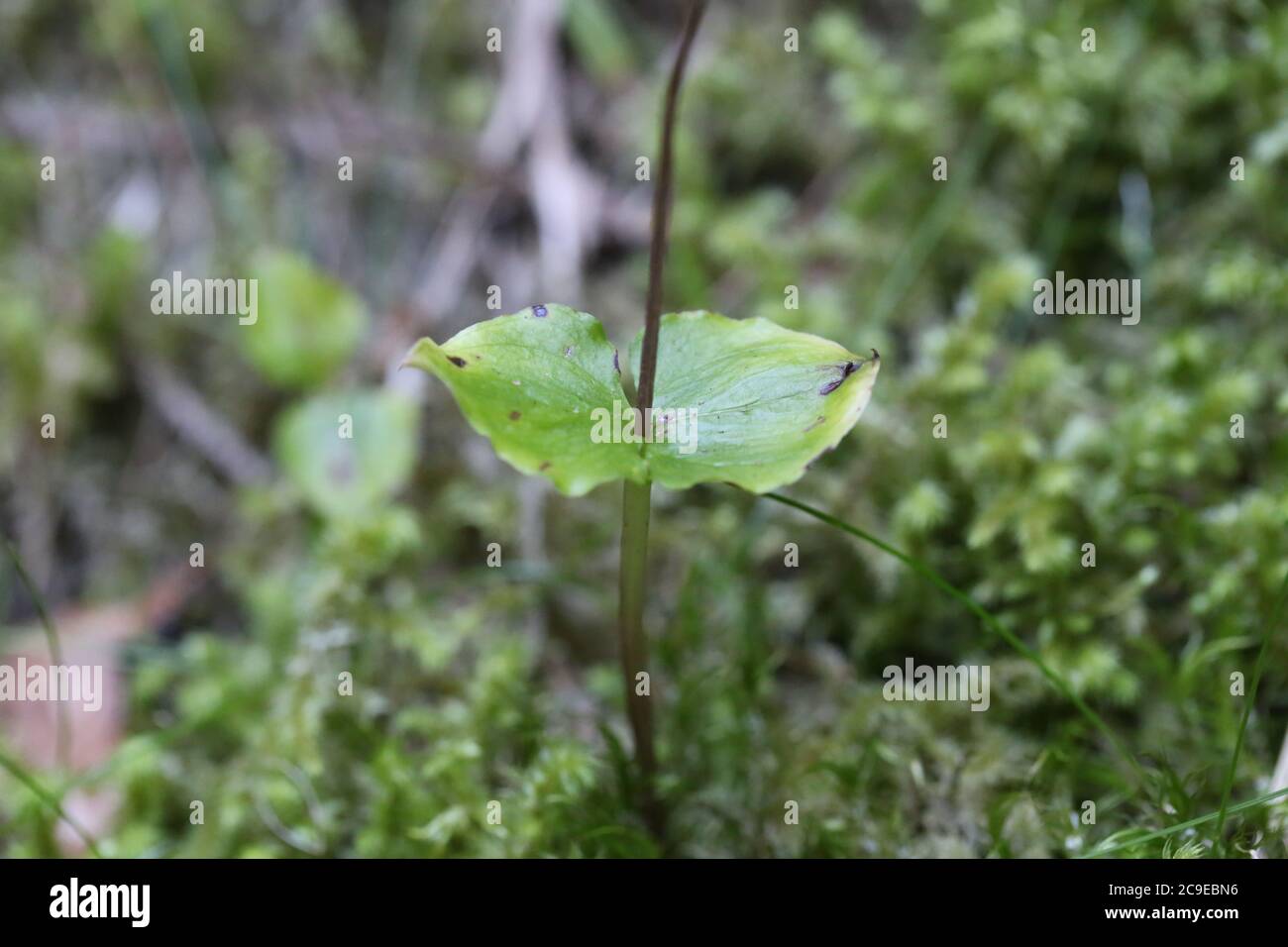 Neottia cordata, Listera cordata, Lesser Twayblade. Wild plant shot in summer. Stock Photo