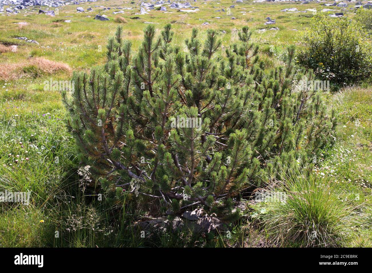 Pinus mugo, Mountain Pine - Wild plant shot in summer. Stock Photo