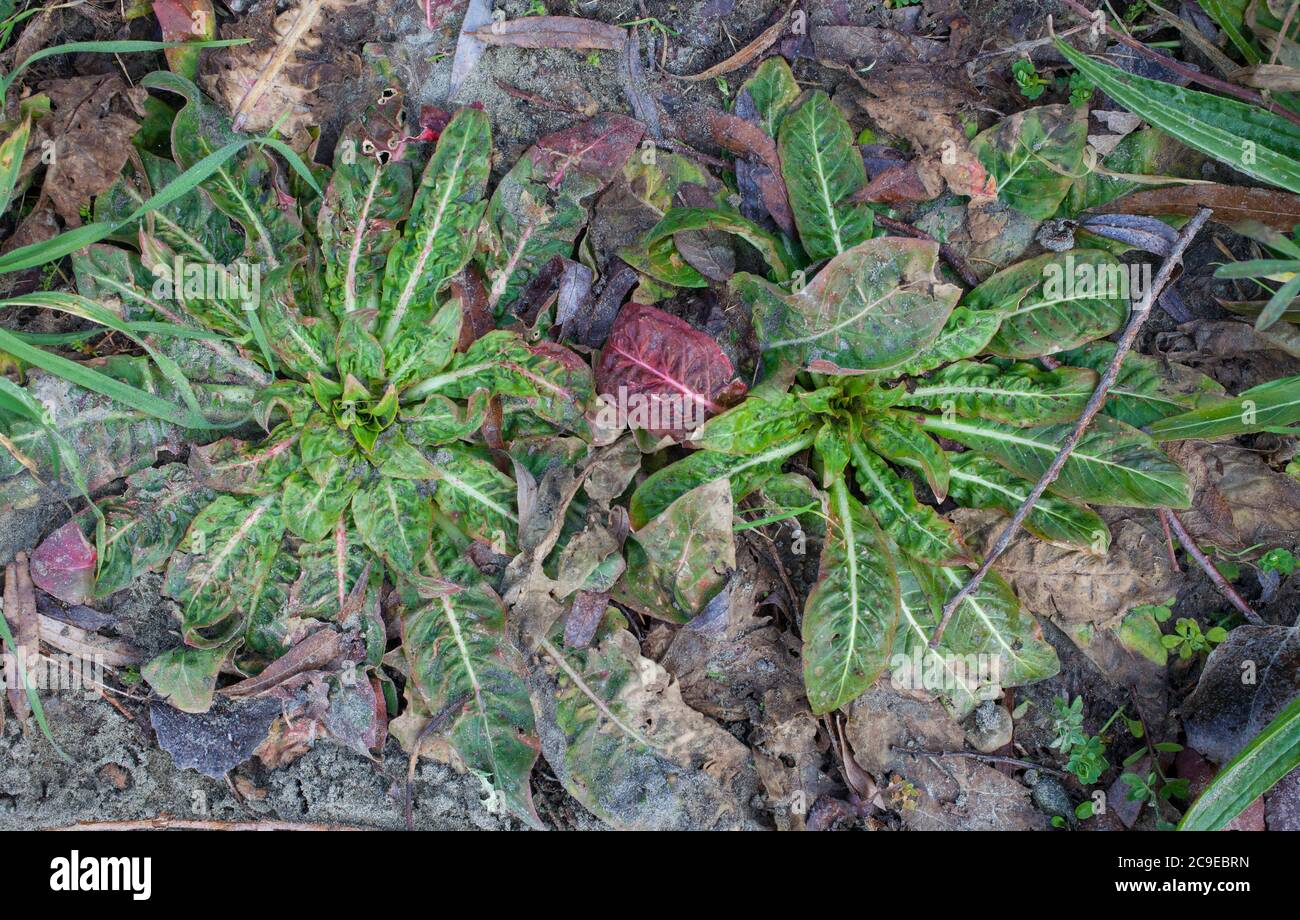 Evening primrose rosettes (Oenothera biennis). Edible and Medicinal