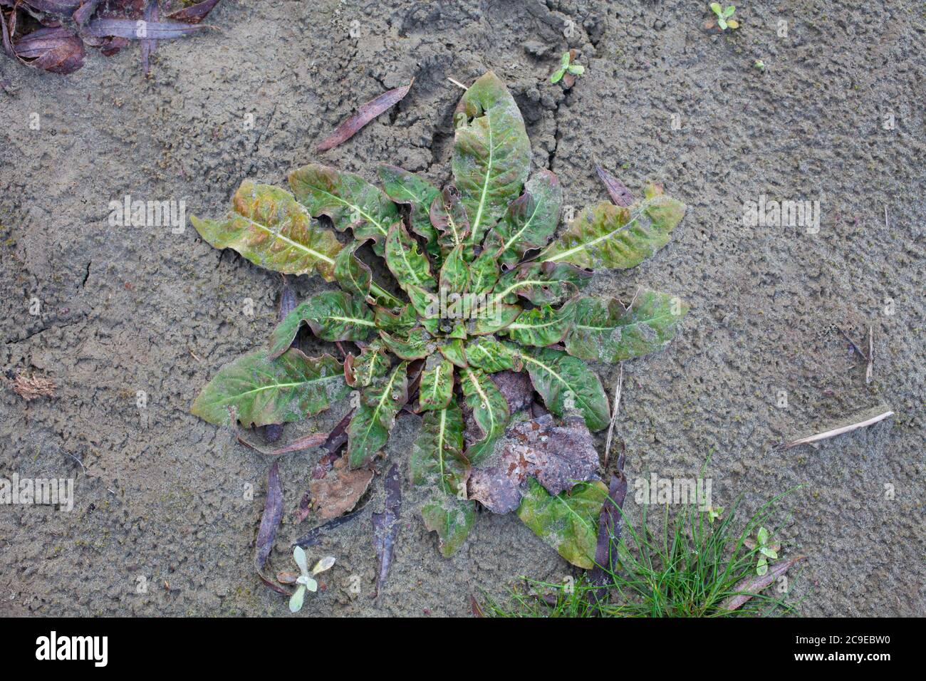Evening primrose rosettes (Oenothera biennis). Edible and Medicinal