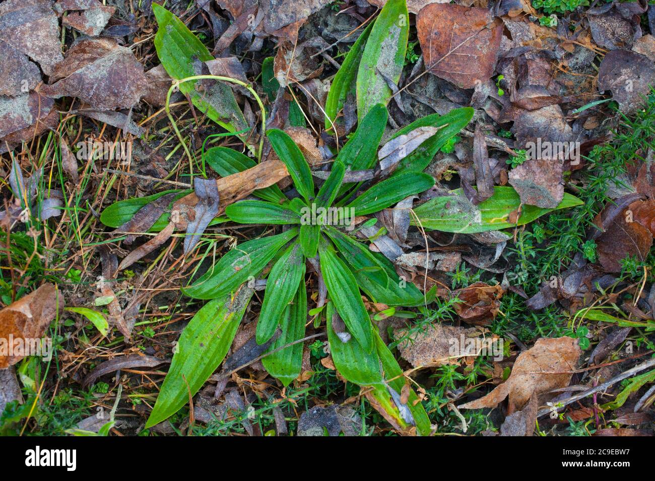 Plantain (Plantago) Edible and Medicinal Wild Herbs Stock Photo