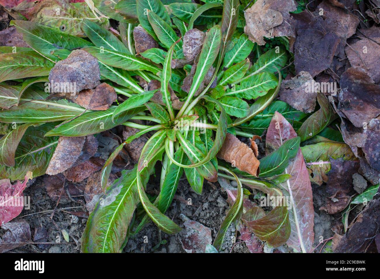 A look at New Zealand. My homegarden organic produce. Evening Primrose