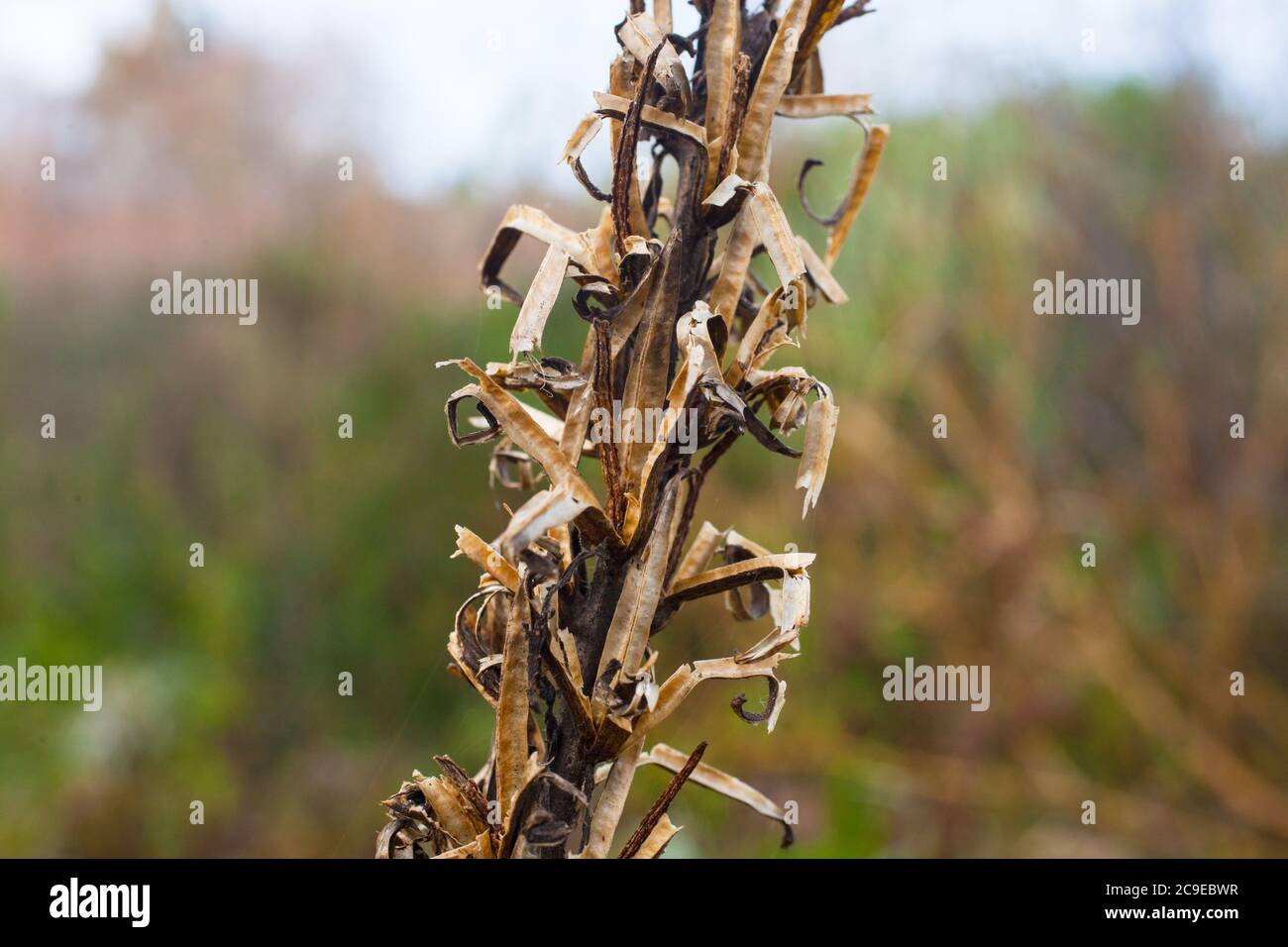 New Zealand Countryside: Flax Plants Stock Photo