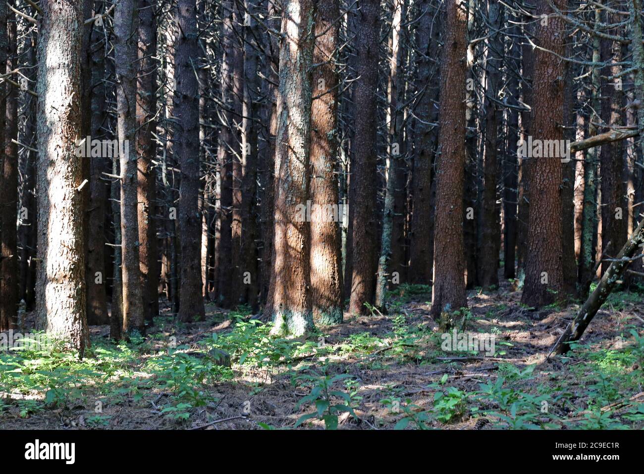 Pinus peuce, Macedonian Pine - Wild plant shot in summer. Stock Photo