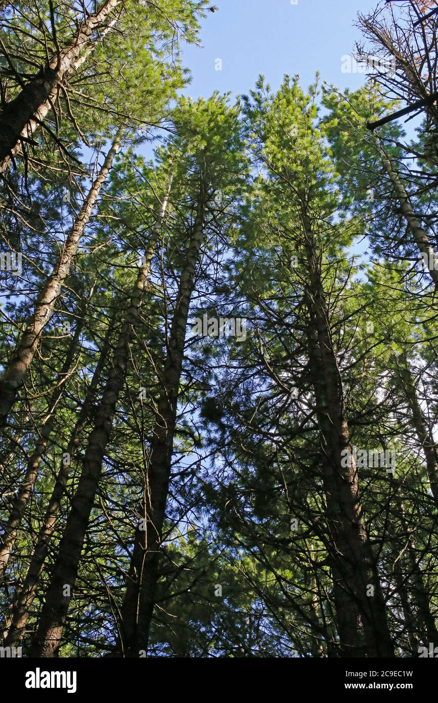 Pinus peuce, Macedonian Pine - Wild plant shot in summer. Stock Photo