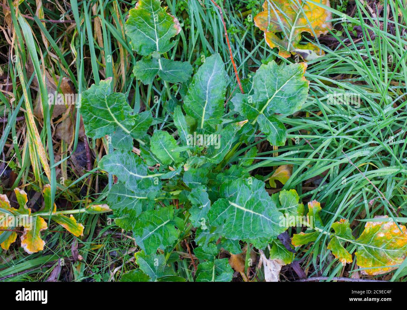A look at life in New Zealand. Edible herbs and plants Wild Mustard