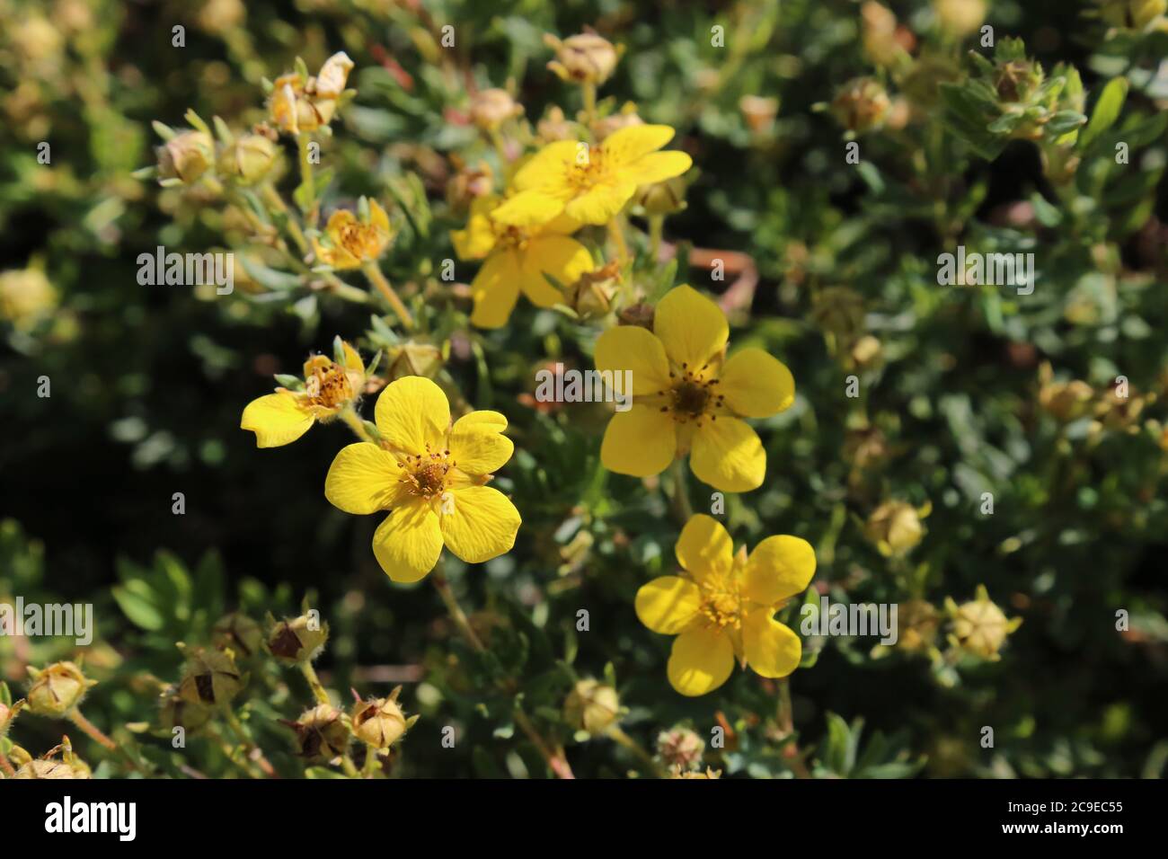 Potentilla Potentilla Fruticosa Hi res Stock Photography And Images Alamy Potentilla Potentilla Fruticosa Hi res Stock Photography And Images Alamy