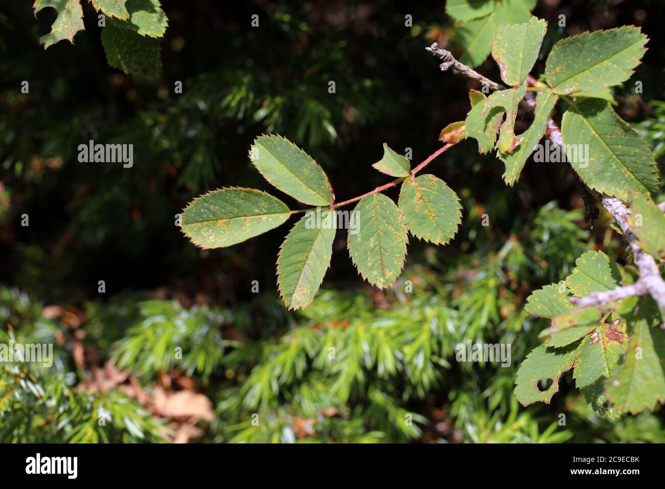 Rosa pendulina, Rosaceae. Wild plant shot in summer. Stock Photo