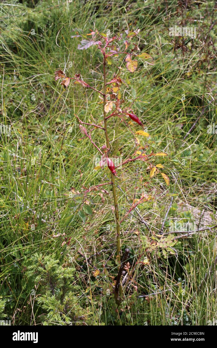 Rosa pendulina, Rosaceae. Wild plant shot in summer. Stock Photo