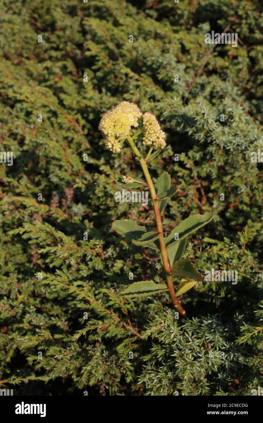 Sedum maximum - Wild plant shot in summer. Stock Photo