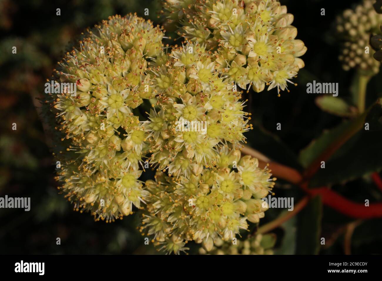 Sedum maximum - Wild plant shot in summer. Stock Photo