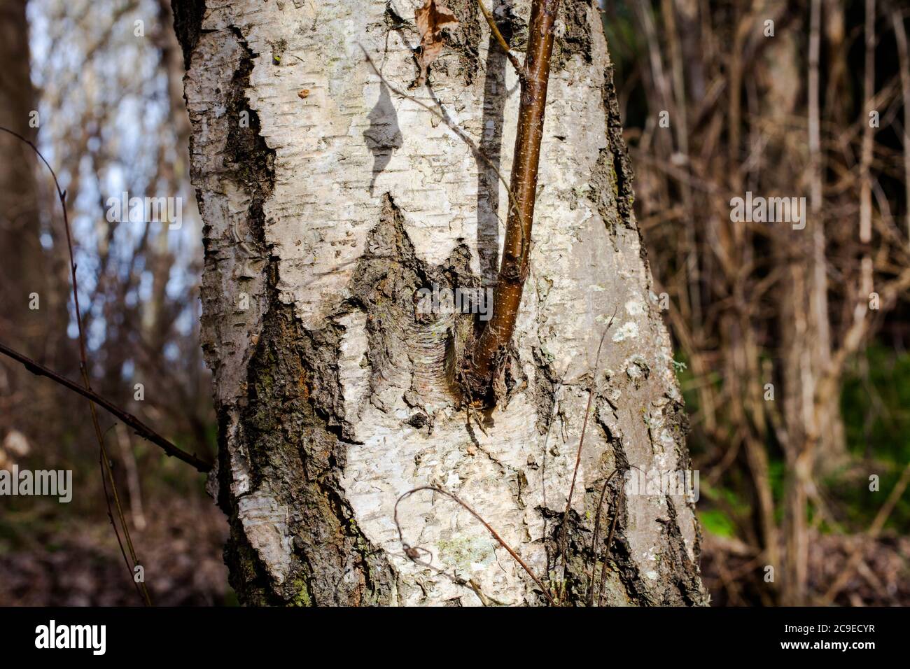 New forest birch roots hires stock photography and images Alamy