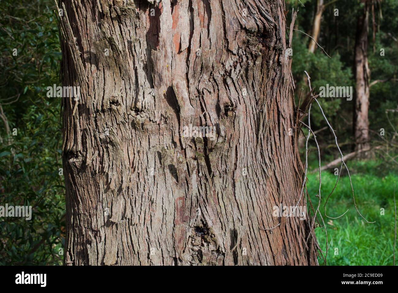 Woodland sights: trees; bark; roots; texture. Stock Photo