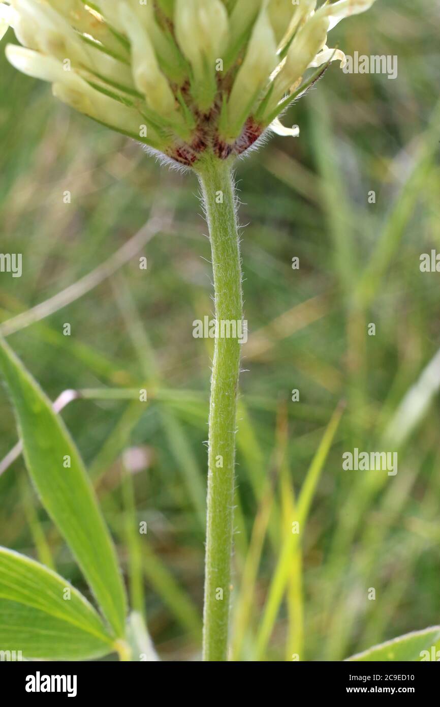 Trifolium pannonicum, Hungarian Clover. Wild plant shot in summer. Stock Photo
