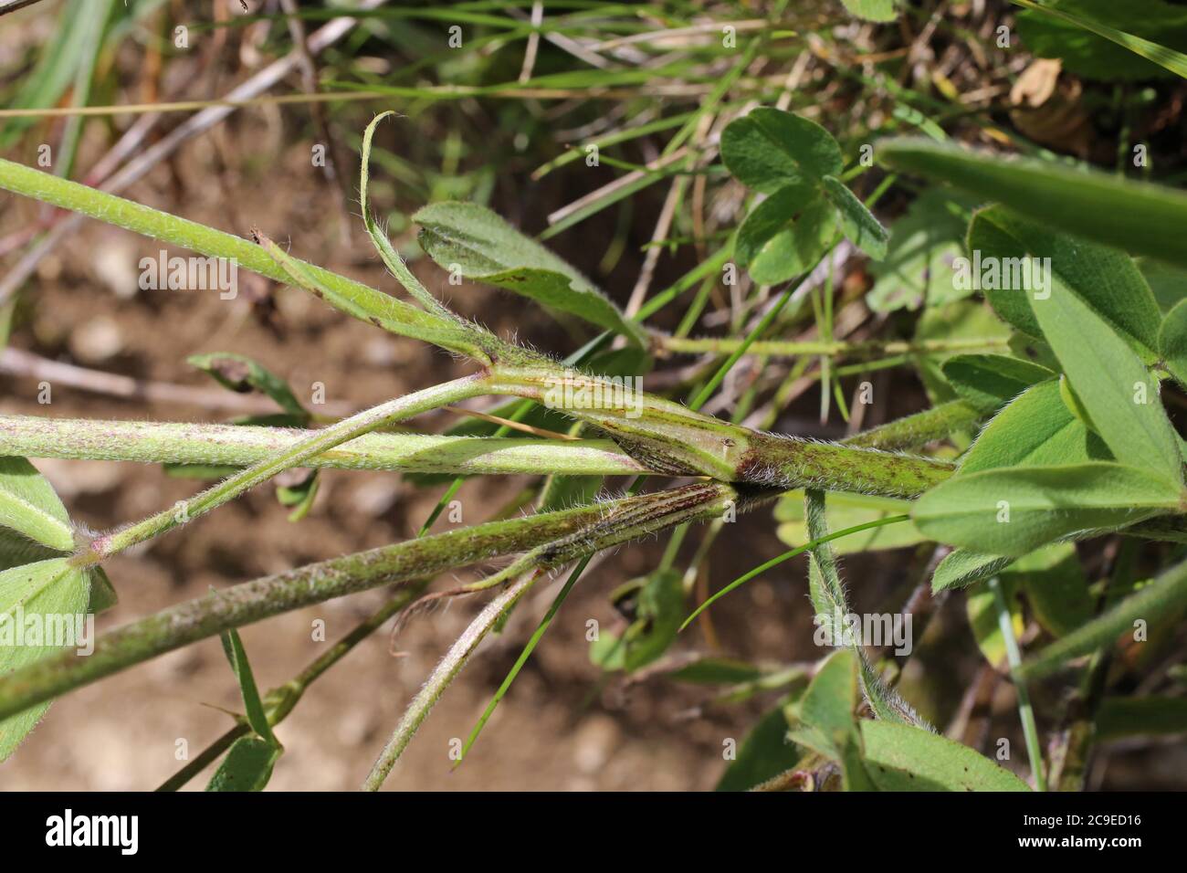 Trifolium pannonicum, Hungarian Clover. Wild plant shot in summer. Stock Photo