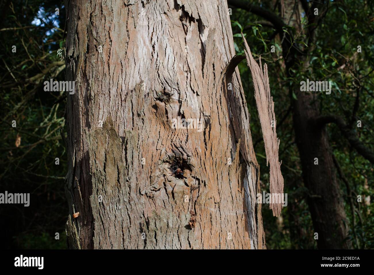 Woodland sights: trees; bark; roots; texture. Stock Photo