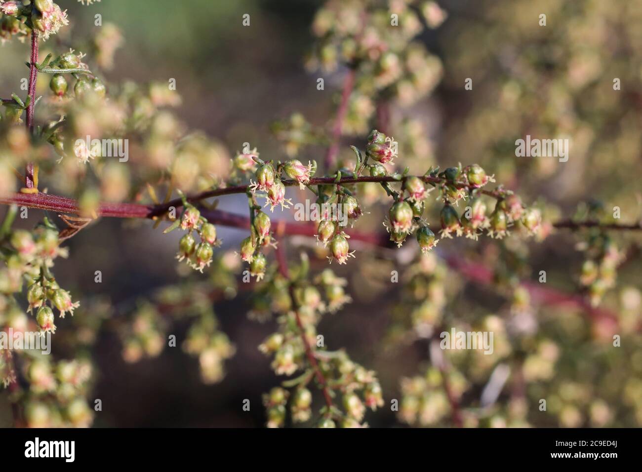 Artemisia campestris, Twiggy Mugwort. Wild plant shot in summer. Stock Photo