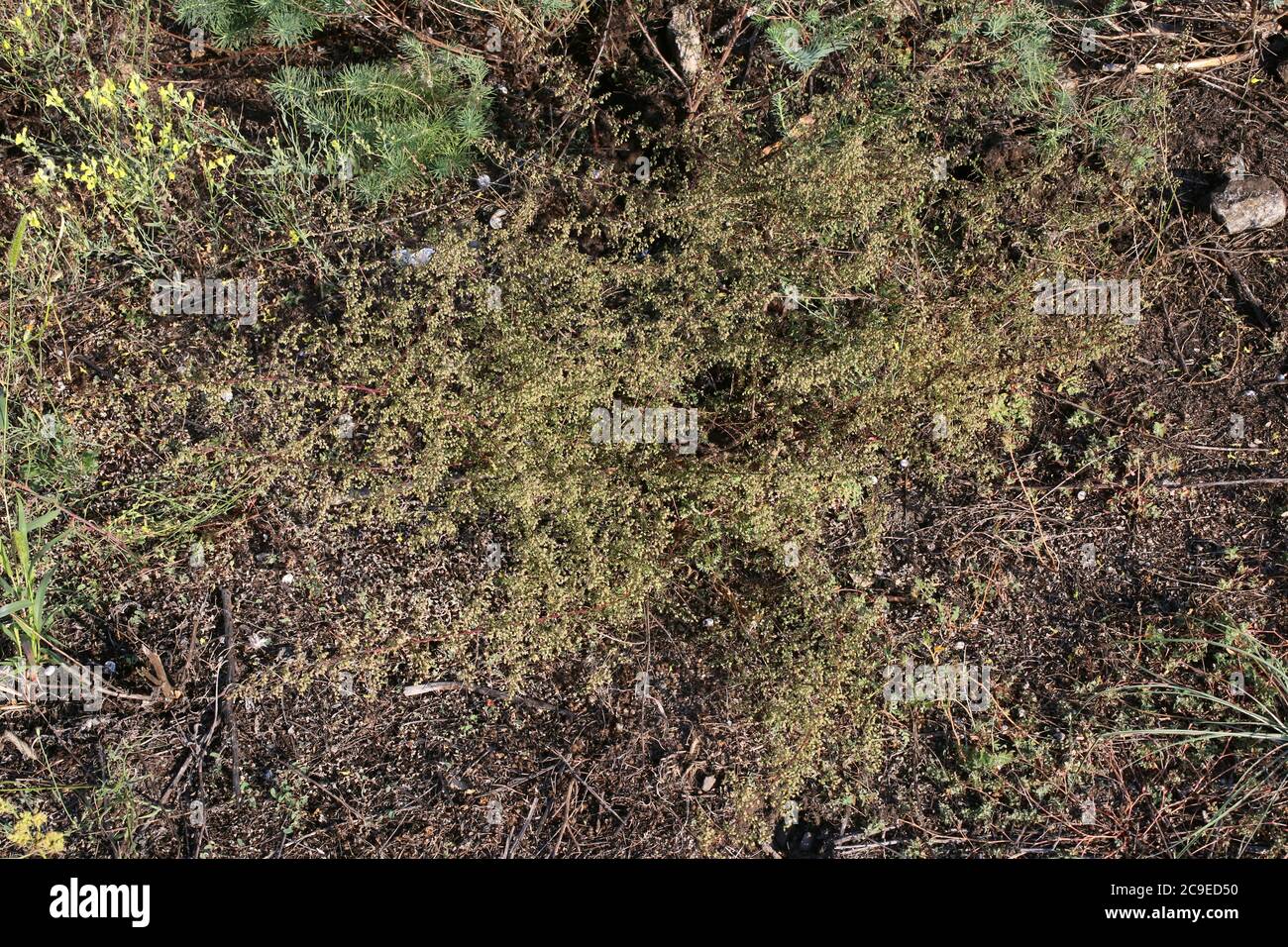 Artemisia campestris, Twiggy Mugwort. Wild plant shot in summer. Stock Photo