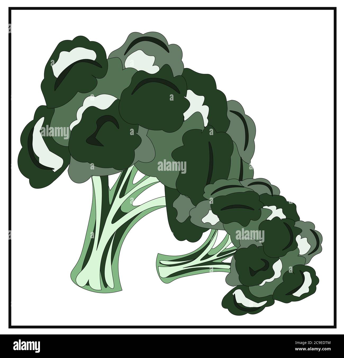 Broccoli. Greenery. Cabbage. Cauliflower. Isolated images Stock Vector
