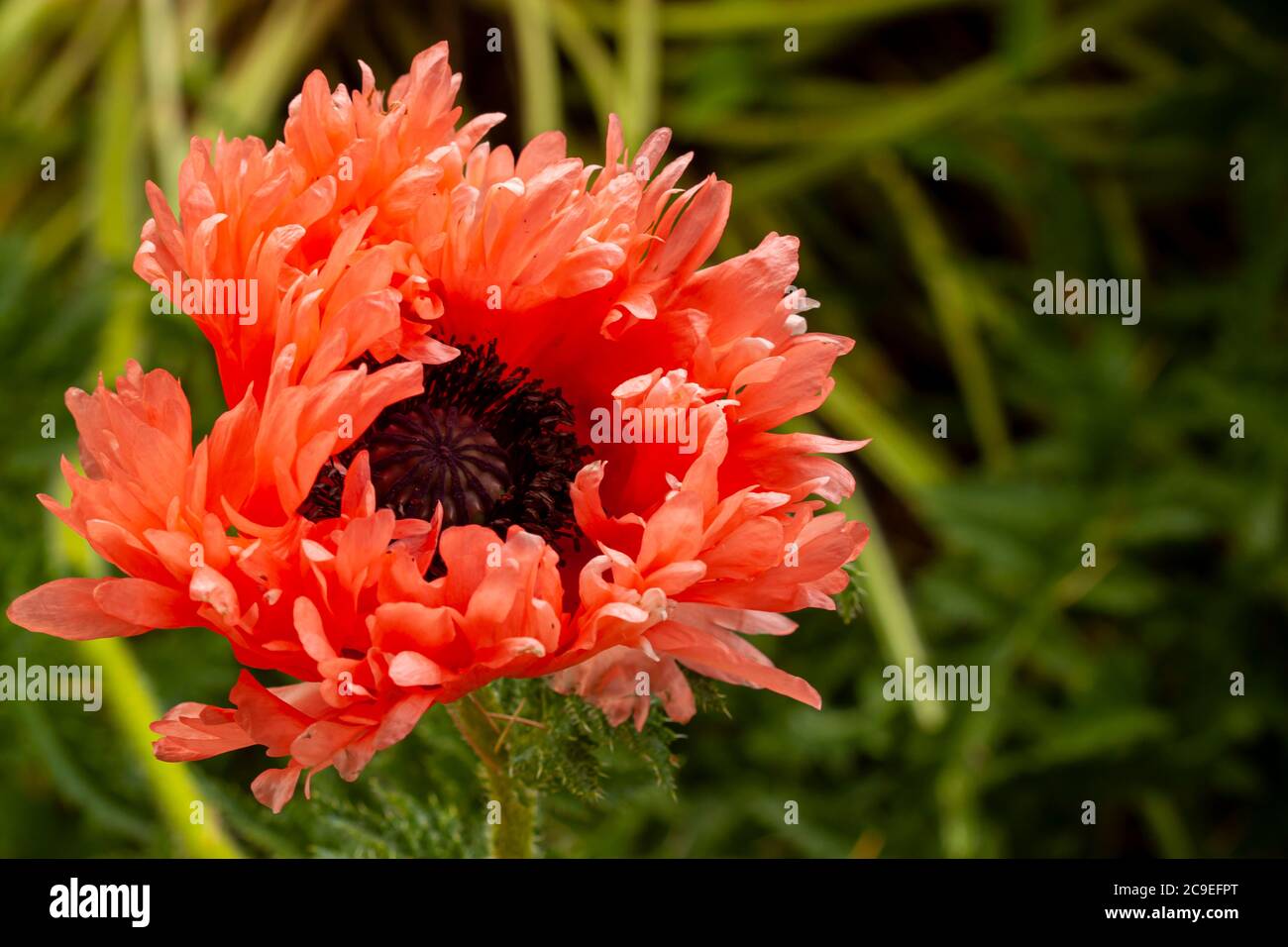 Close up isolated image of a variety of Chrysanthemum and morifolium hyrid flower. This has multiple orange, red daisy like petals and prominent stame Stock Photo