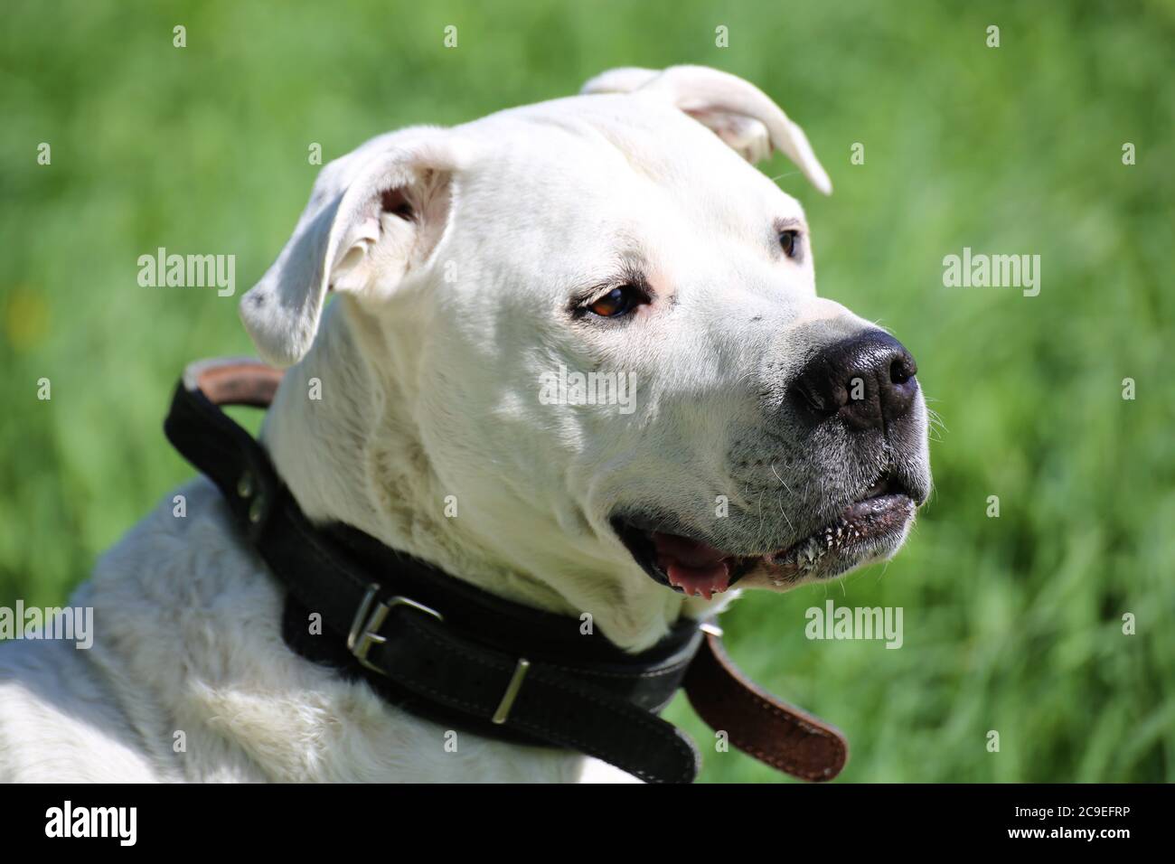 Dogo Argentino (Argentine Mastiff) Stock Photo