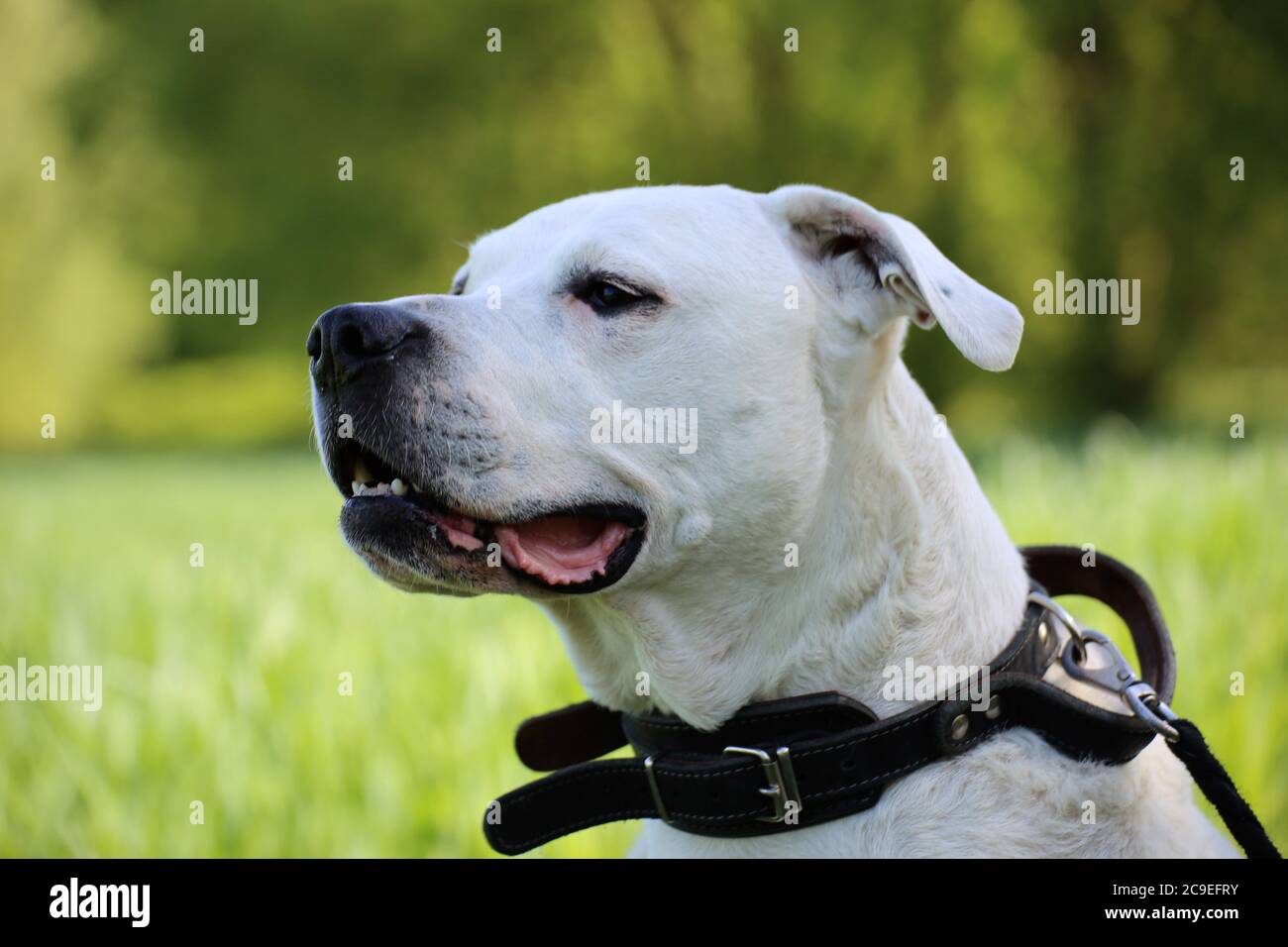 Dogo Argentino (Argentine Mastiff) Stock Photo