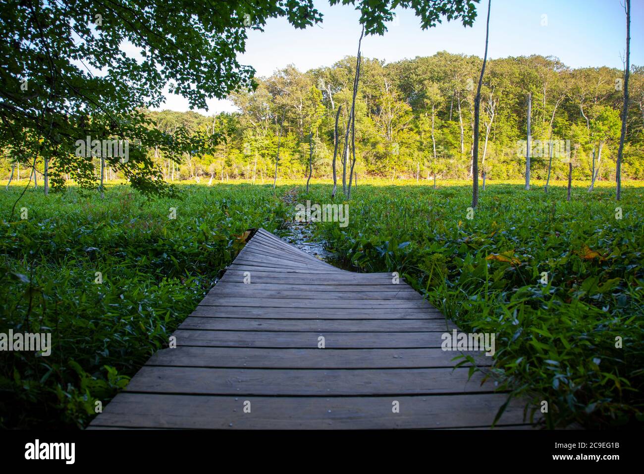 A landscape of a swamp ecosystem in Maryland. Image features a scenic swamp covered with water lilies and  Arrow Arum (Peltandra virginica) plants. Th Stock Photo