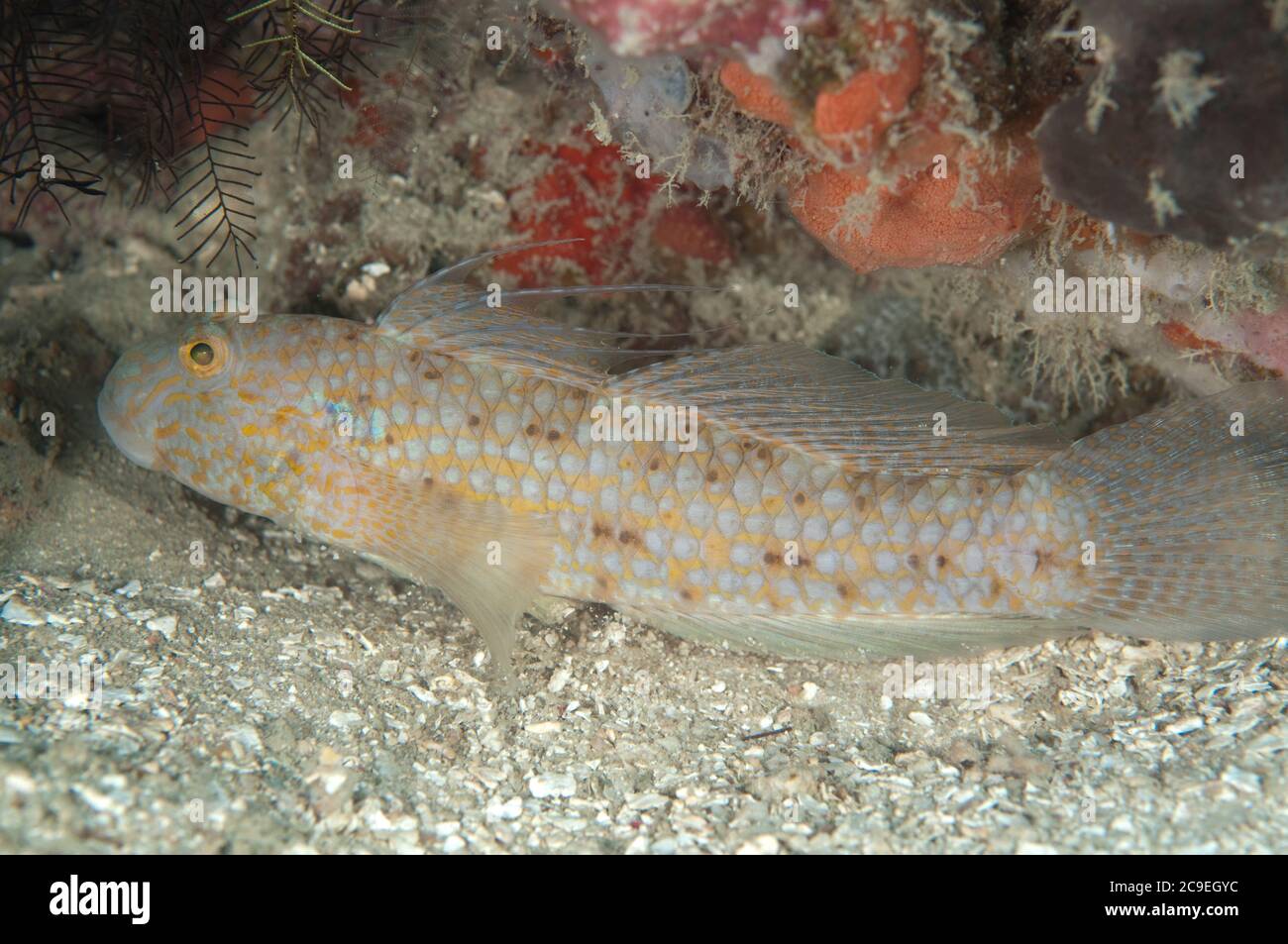 Beautiful Goby, Exyrias bellismus, Pulau Putri dive site, Princess Island, 1000 Islands, near Jakarta, Java, Indonesia, Java Sea Stock Photo