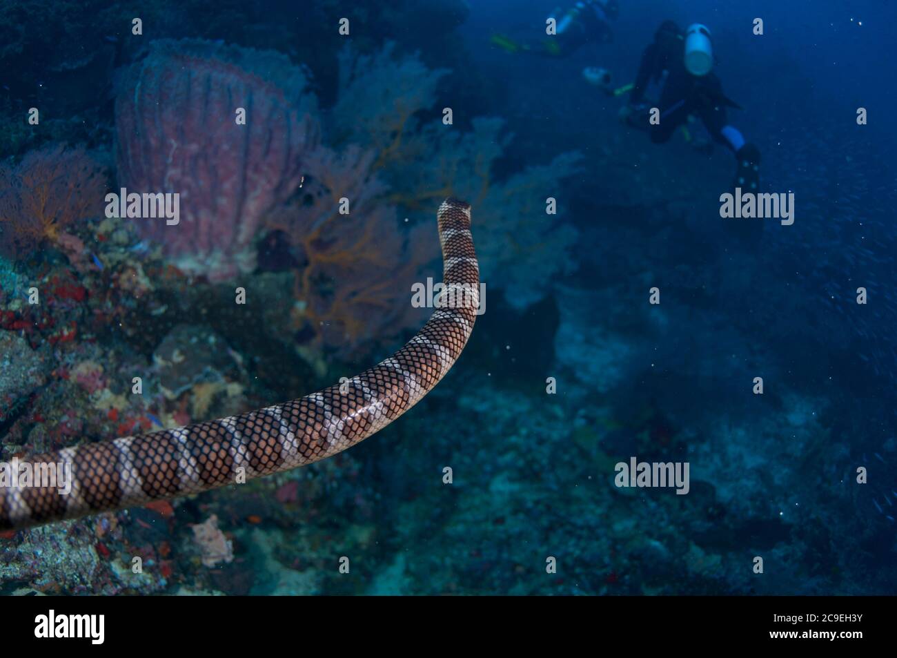 Chinese Sea Snake, Laticauda colubrina, following divers, Gunung Api, near Alor, Indonesia, Banda Sea, Pacific Ocean Stock Photo