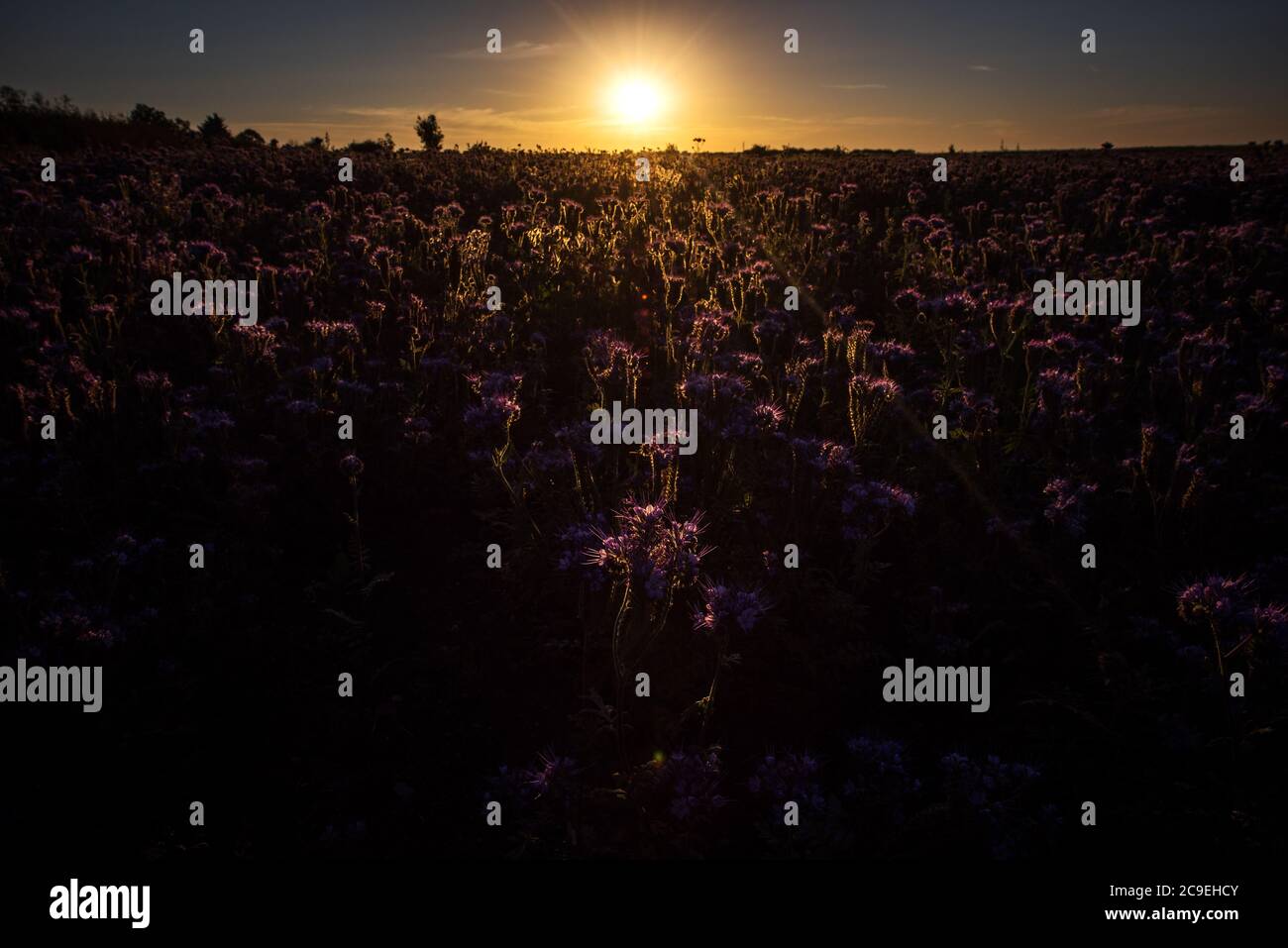 Sunrise over a field of thistles in Orston, Nottinghamshire, as the Met Office says it expects Friday to be the hottest day of the year. Stock Photo