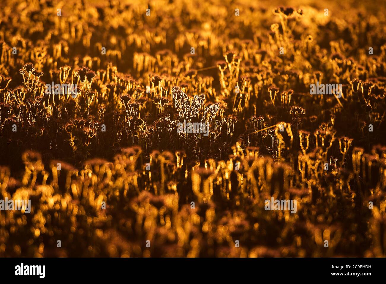 Early morning light over a field of thistles in Orston, Nottinghamshire, as the Met Office says it expects Friday to be the hottest day of the year. Stock Photo