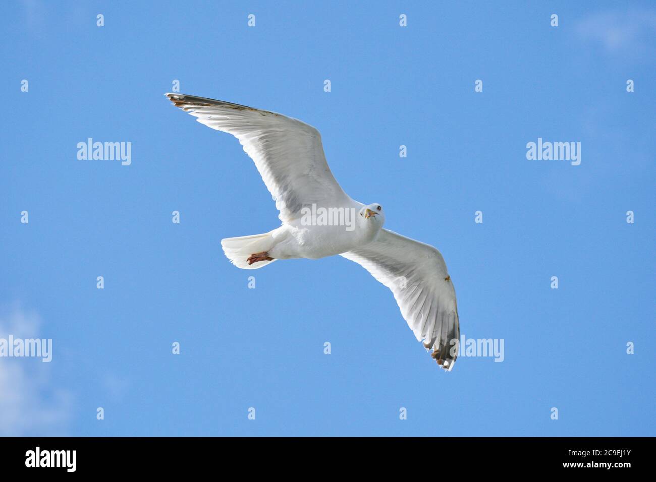 Seagull in flight against blue sky, background., seen from below Stock Photo