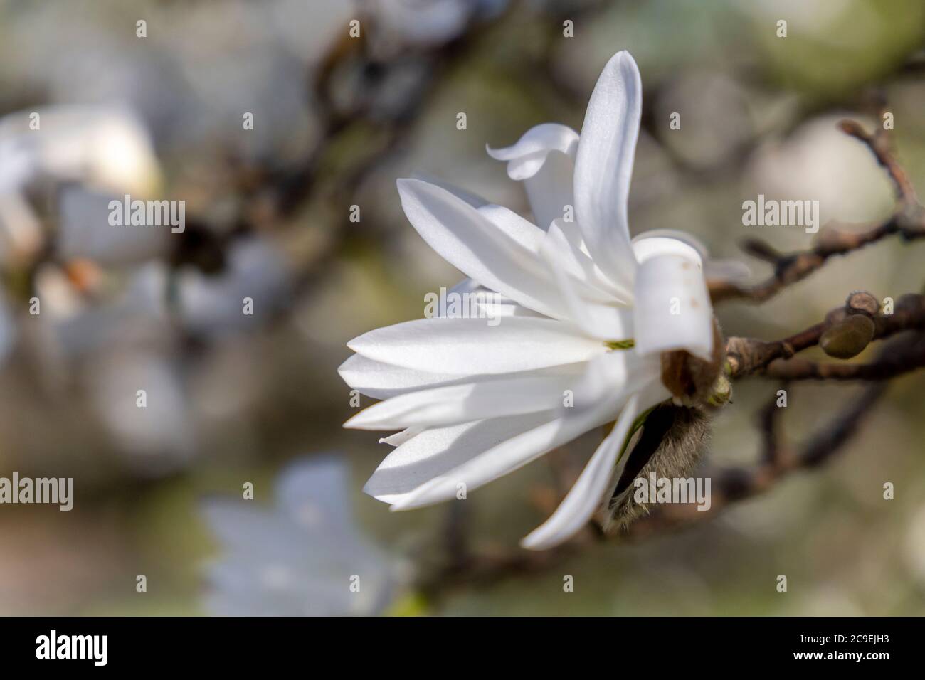 White magnolia in full bloom on a sunny spring day Stock Photo - Alamy