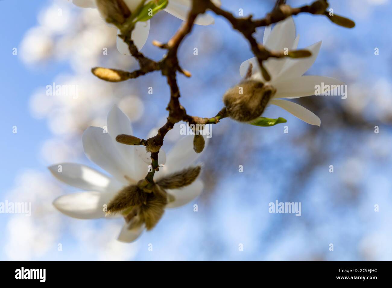 White magnolia in full bloom on a sunny spring day Stock Photo - Alamy