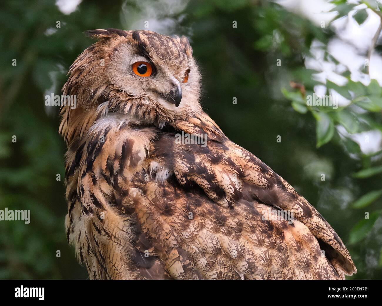 Eagle Owl on display at wildlife park in UK. Stock Photo