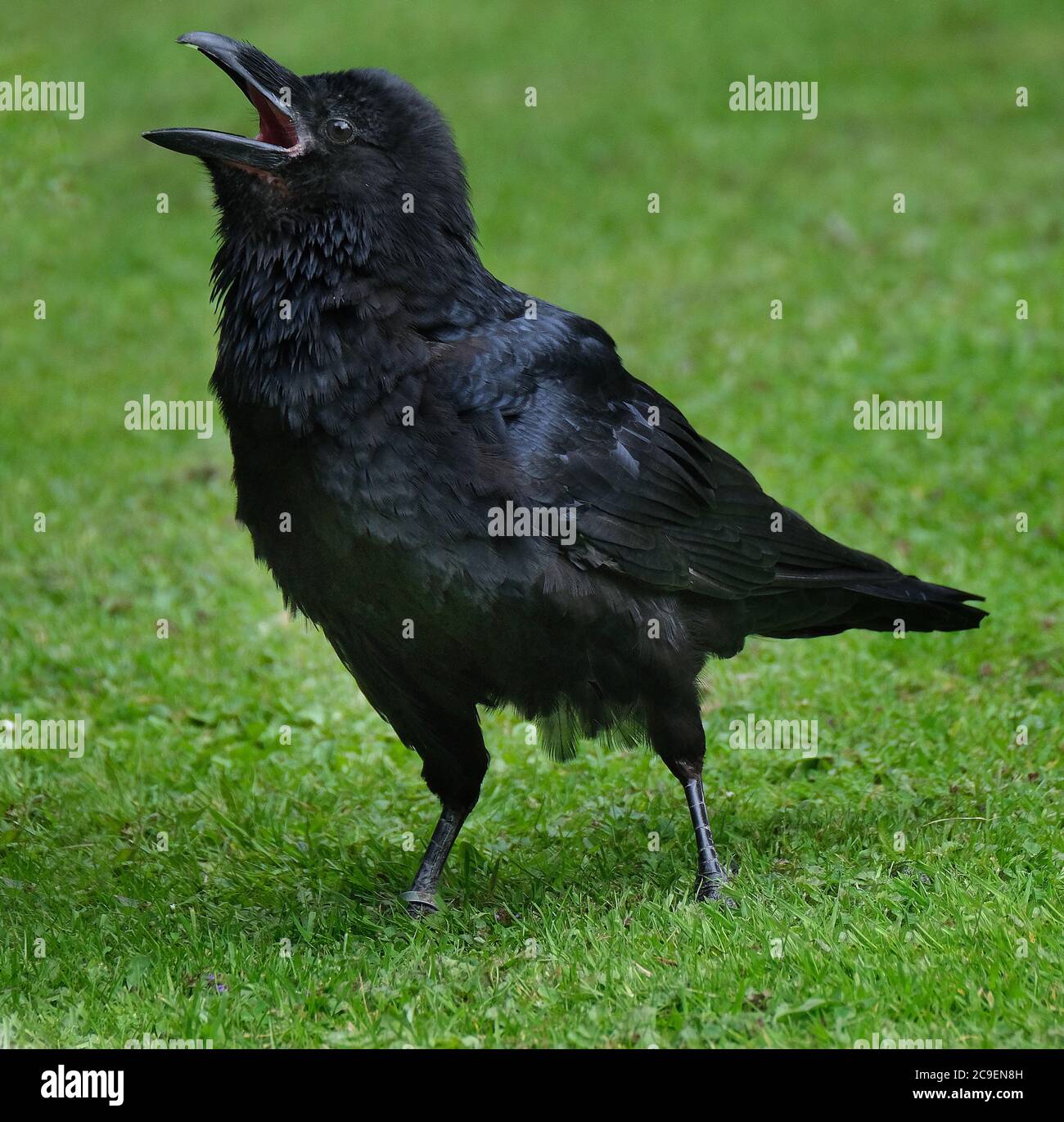 A raven is one of several larger-bodied species of the genus Corvus. These species do not form a single taxonomic group within the genus Stock Photo