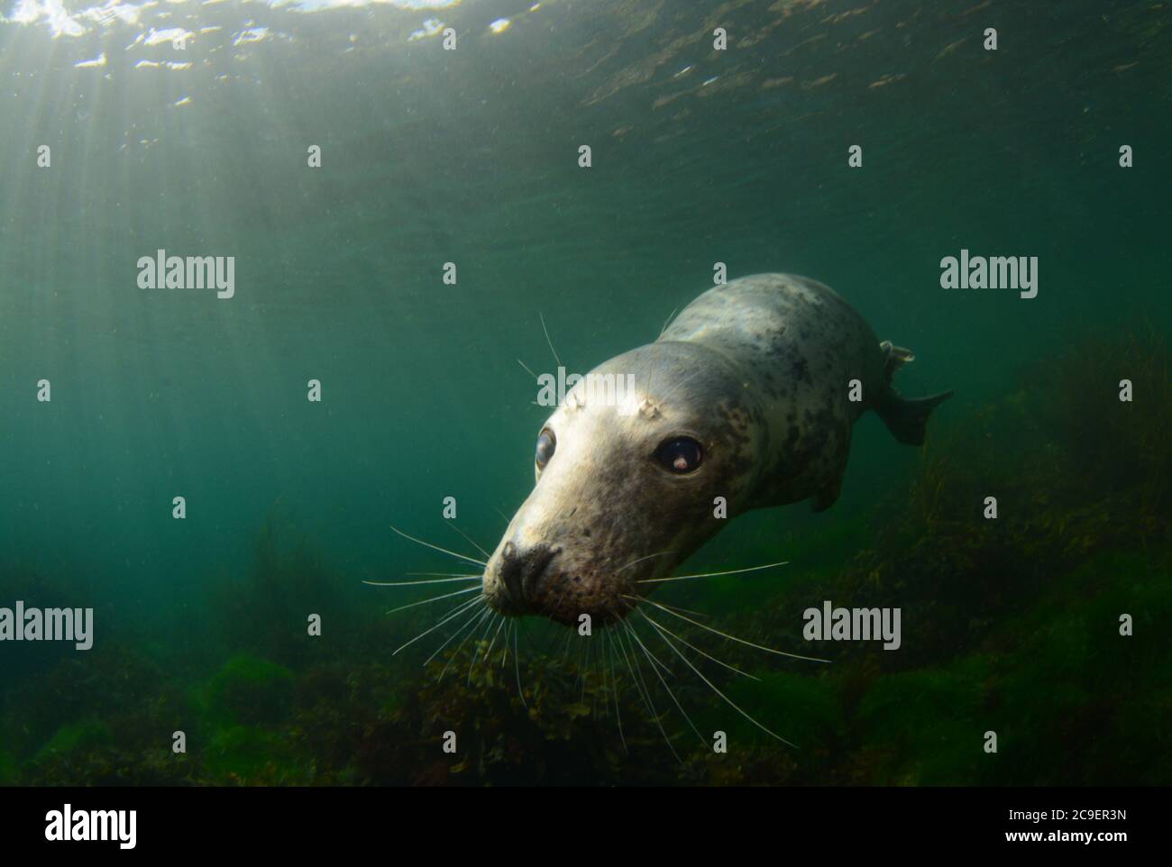Curious grey seal underwater at Lundy Island, Devon Stock Photo