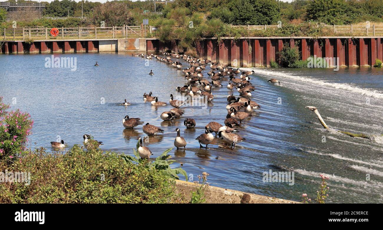 Canada Geese feeding on a Weir on the Jubilee River near Windsor, England Stock Photo