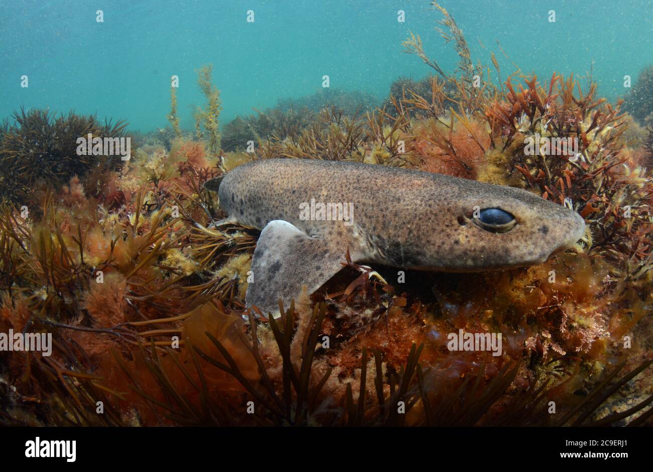 Small-spotted catshark underwater (UK) Stock Photo