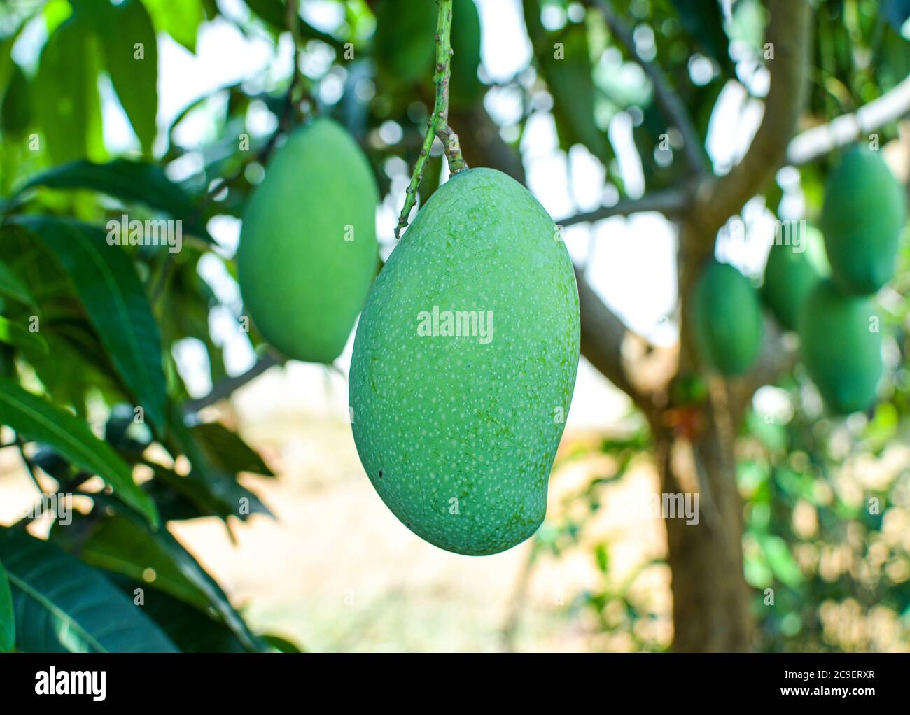 Ripe mango tree hires stock photography and images Alamy