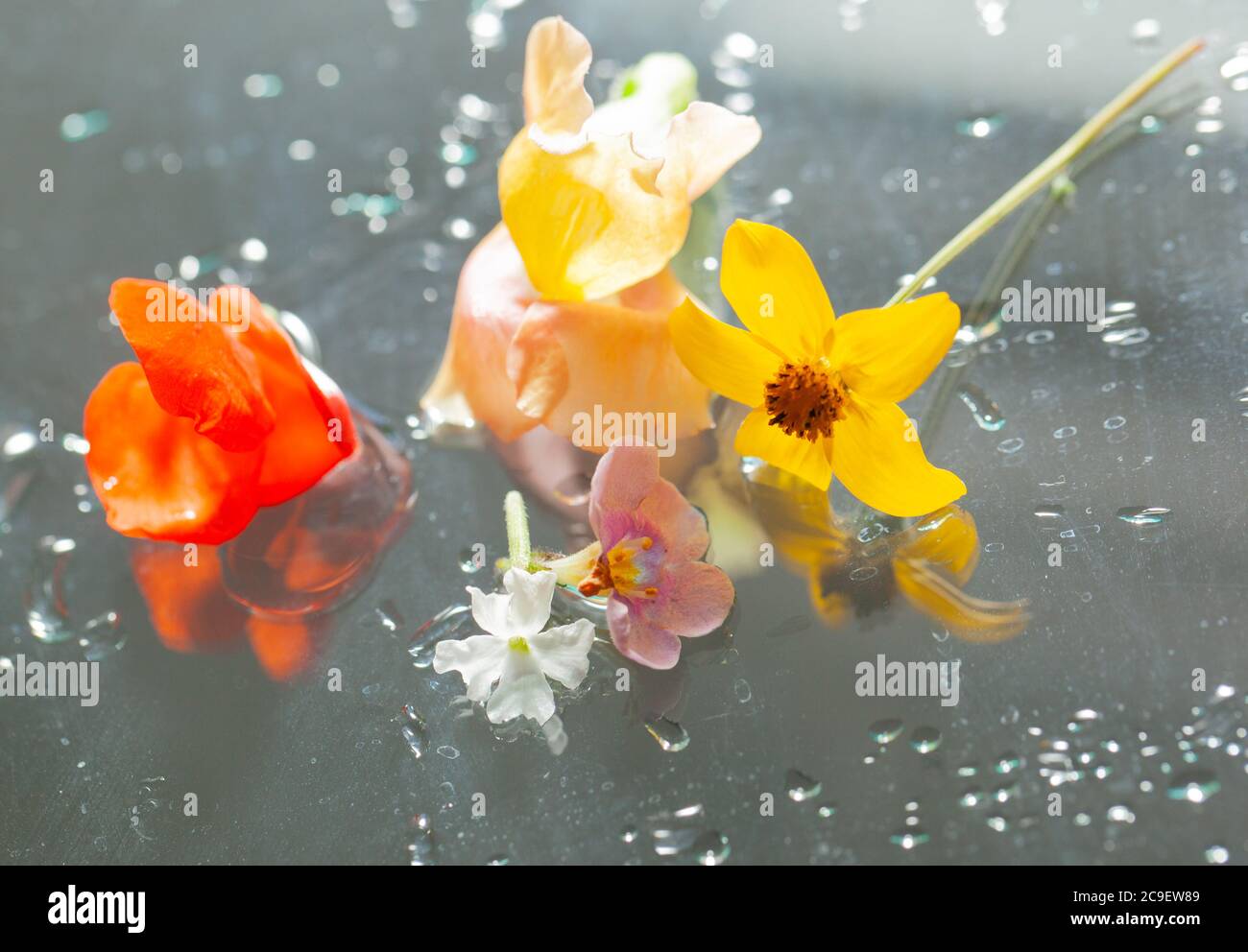 Natural elements hi-res stock photography and images - Alamy