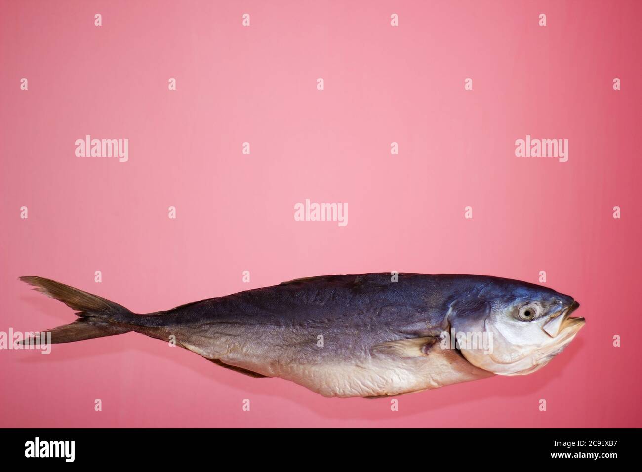 Pacific blue fin tuna hires stock photography and images Alamy