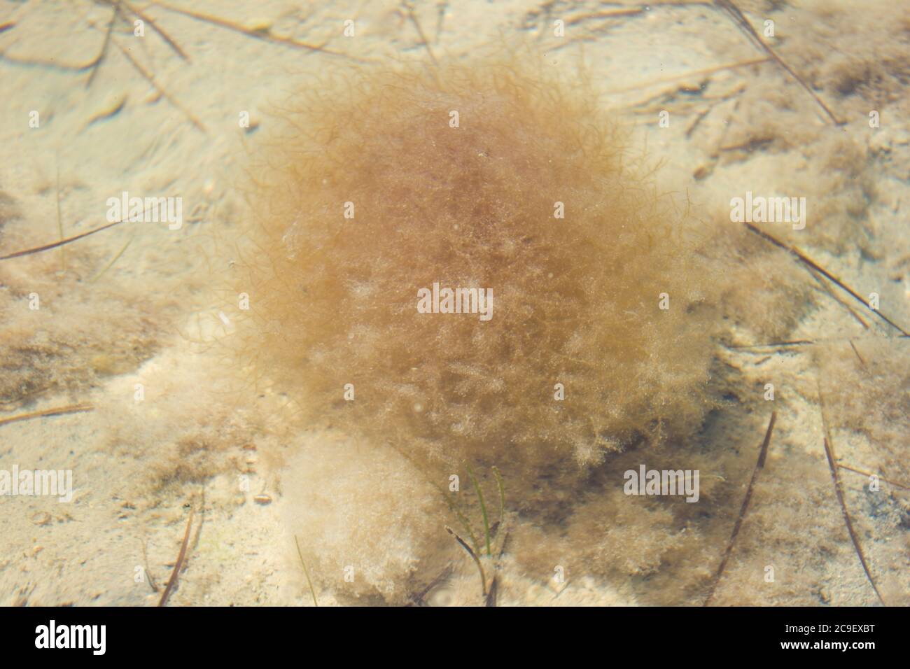 Algae underwater in shallow water, texture underwater world, sea Stock Photo