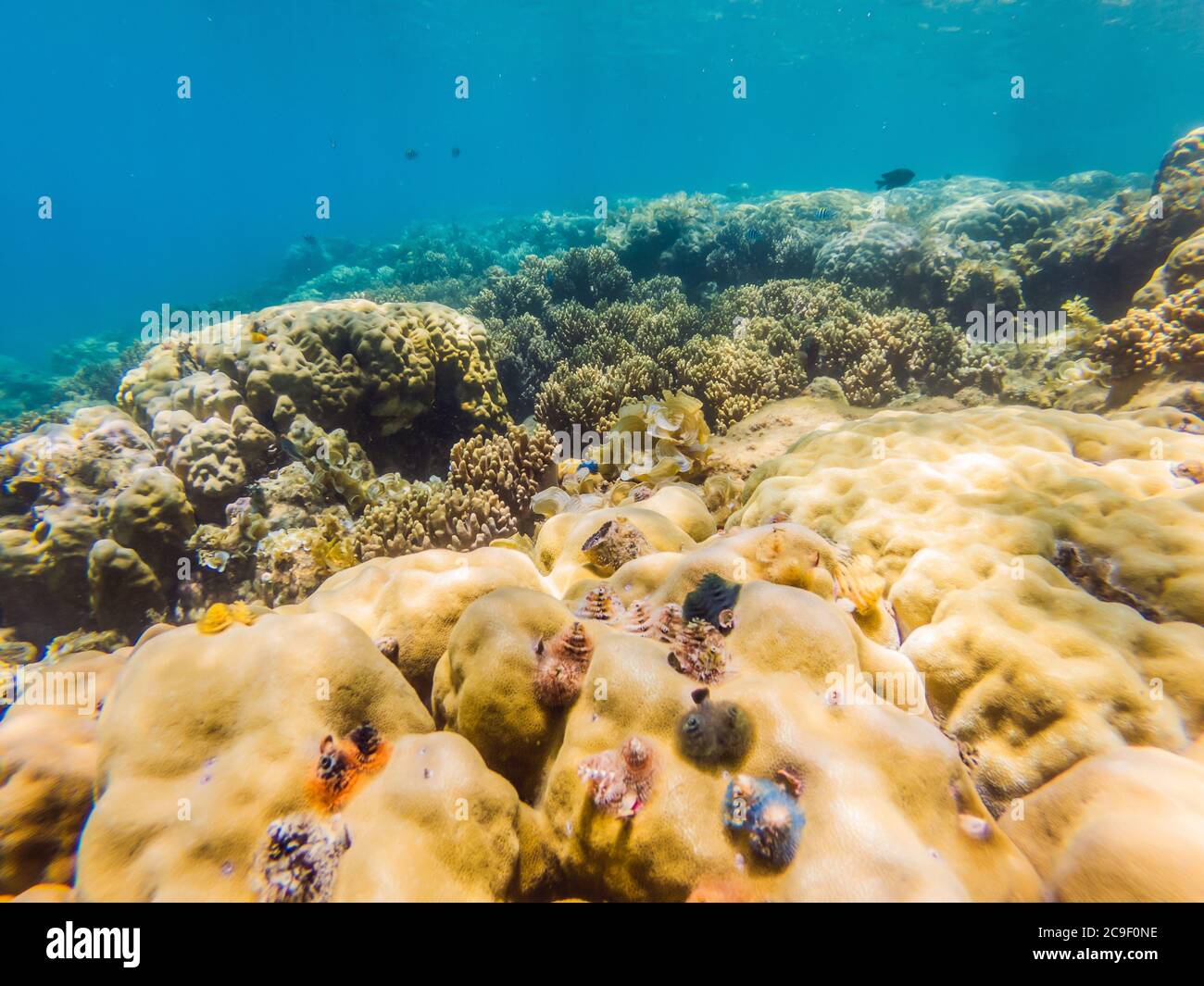 Wonderful and beautiful underwater world with corals and tropical fish ...