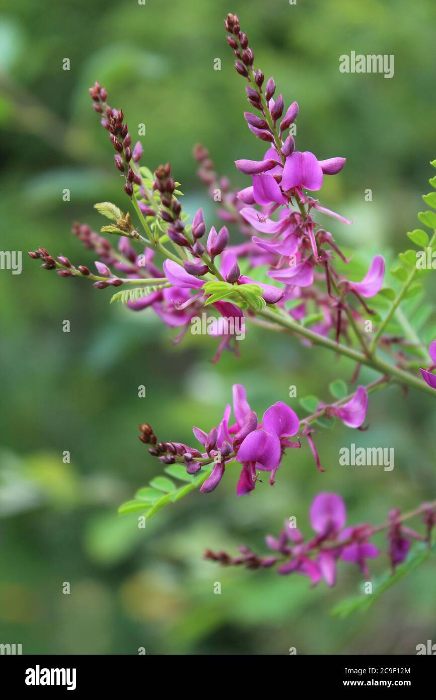 The beautiful pink flowers of an Indigofera shrub, flowering outdoors in a natural setting. Stock Photo