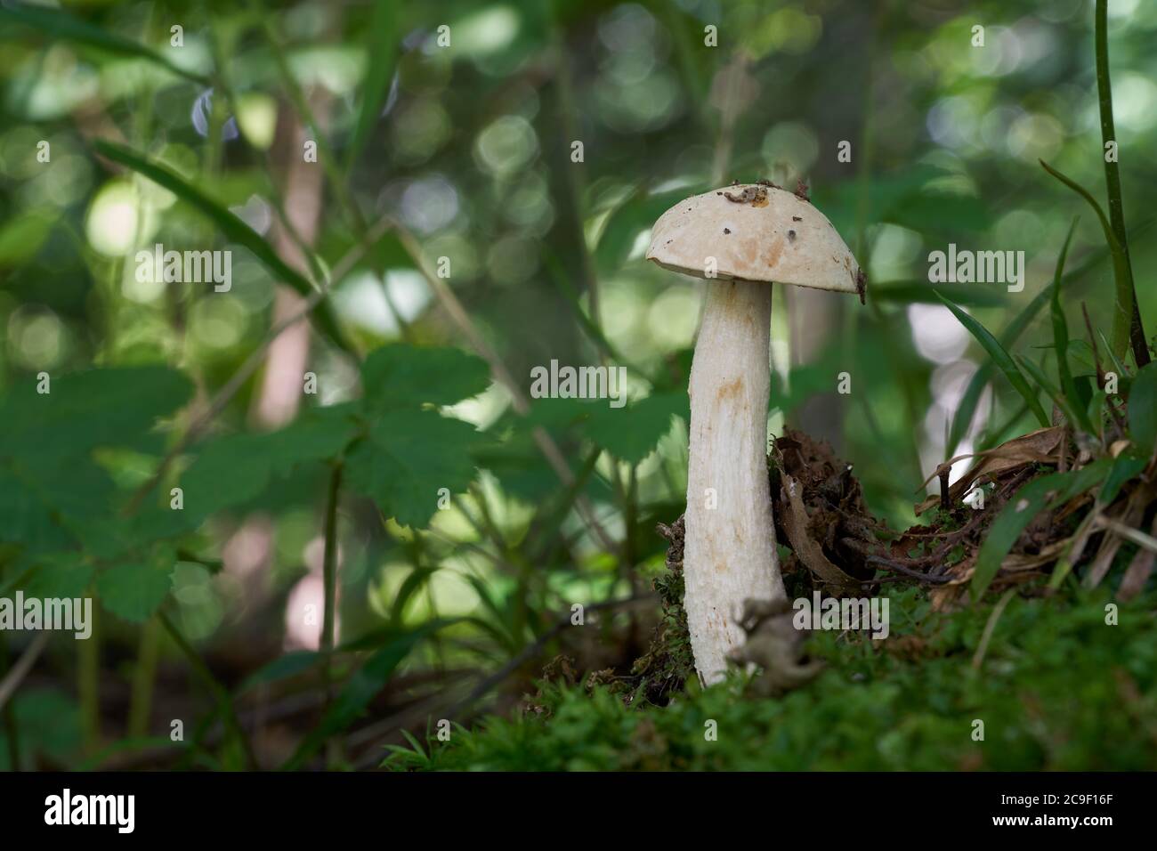 Edible mushroom Leccinum holopus in the wet birch forest. Known as Ghost Bolete. Wild bolete mushroom in the moss. Stock Photo